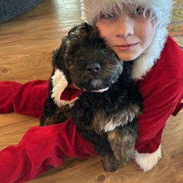 Bernedoodle Puppies from Doodle Dealers