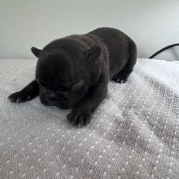 Rip - Brindle male French Bulldog puppy in Cleveland, Tennessee from Grammer's Southern Breeding