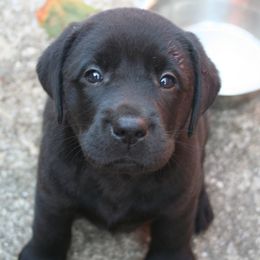 Labrador Retrievers from Woodstock Retrievers