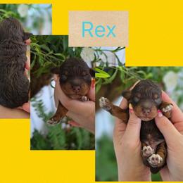 Rex - Phantom male Bernedoodle puppy in Decatur, Tennessee from Diamond's Doodles