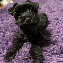 Miniature Schnauzer Puppies from Prestigious Schnuazers