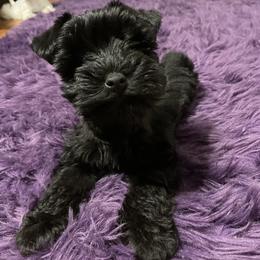 Miniature Schnauzer Puppies from Prestigious Schnuazers