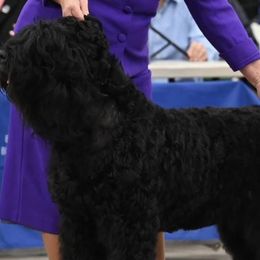 BOUJEE - Black Russian Terrier