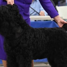 BOUJEE - Black Russian Terrier