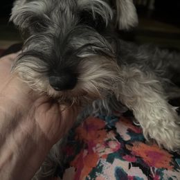 Mona - Miniature Schnauzer