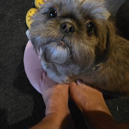 Willow - Shih Tzu