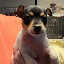 Pup A1 Girl - White black and tan female Toy Fox Terrier puppy in Clermont, Florida from Debbie Hiles's Toy Fox Terriers