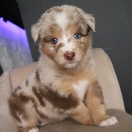Australian Shepherd Puppies from Kiki's Aussies