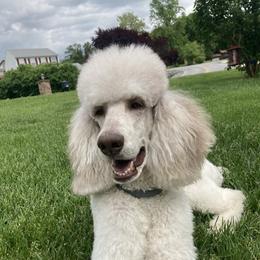 Mia - Poodle