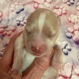 Rockford - Wheaten male Miniature Schnauzer puppy in Russell, Kentucky from Marjorie's Simply Schnauzer