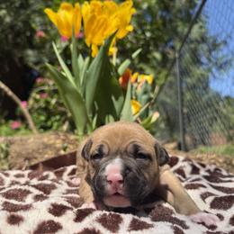 Girl 2 - Fawn female American Pit Bull Terrier puppy in Stanwood, Washington from Barajas Family Ranch