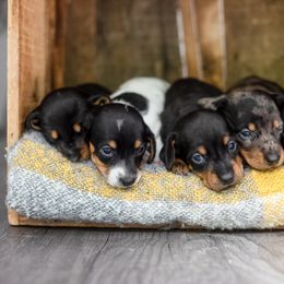 Dachshund Puppies from Beyond the Tail