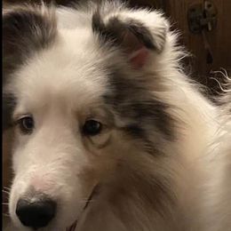 Shetland Sheepdogs from Crown Dreams Shetland Sheepdogs