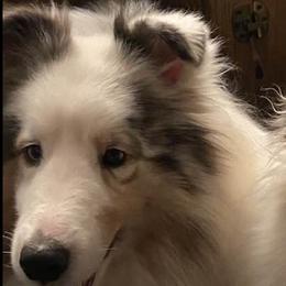 Shetland Sheepdogs from Crown Dreams Shetland Sheepdogs