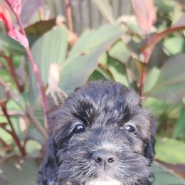 Girl 1 - Black and white female Cockapoo puppy in Virginia Beach, Virginia from Christine's cockapoos