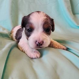 Girl 2 - Merle female Cavapoo puppy in Junction, Utah from City Creek Cavapoos