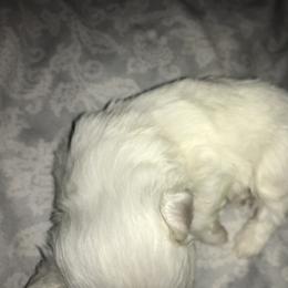 Maltese Puppies from Emotional Amor Support