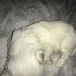 Maltese Puppies from Emotional Amor Support