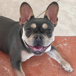 French Bulldogs from YHLA Frenchies