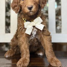 Yvette -Yellow collar female - Red  female Goldendoodle puppy in Yuciapa, California from AlltheDoodlez_