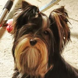 Vinz - Yorkshire Terrier
