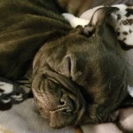 Pugs from Wildwood Farm