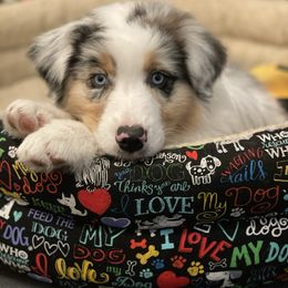 Australian Shepherd Puppies from Audacity Australian Shepherds