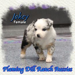 Jokey - Blue merle female Miniature Australian Shepherd puppy in Forestburg, Texas from Flaming Dill Ranch Aussies