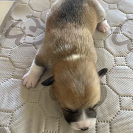 Pembroke Welsh Corgi Puppies from Mesa Acre