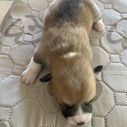 Pembroke Welsh Corgi Puppies from Mesa Acre