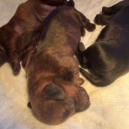 Earth - Brindle female Dachshund puppy in London, Kentucky from Kentucky Bluegrass Wirehair Dachshunds