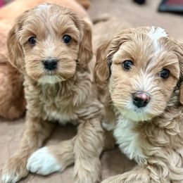 Australian Labradoodle Puppies from High Desert Labradoodles