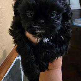Girl 3 - Black and white female Shorkie puppy in White Pigeon, Michigan from Kathys Yorkie and Shih-tzu Cuties