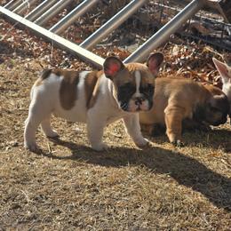 Boy 1 - Fawn and white male French Bulldog puppy in North Platte, Nebraska from Honey Hole Frenchies