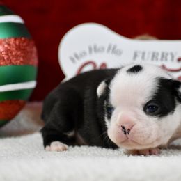 Blessing - Black and white female Boston Terrier puppy in Gober, Texas from Trigger Time Kennels
