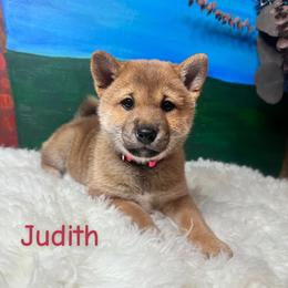 Judith - dark pink collar - Red female Shiba Inu puppy in Inverness, Florida from Shore Thing Shiba’s