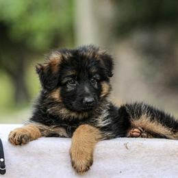 German Shepherd Puppies from Zwinger Vom Greifjäger