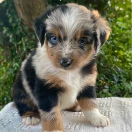 Boy 1 - Blue merle male Australian Shepherd puppy in Mount Sterling, Kentucky from Saddle Creek Australian Shepherds