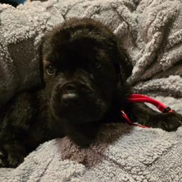 Red Collar Male - Black brindle male Cane Corso puppy in Pylesville, Maryland from Safe Haven Cane Corso