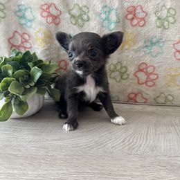 Chihuahua Puppies from KB Chihuahuas