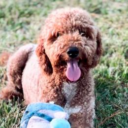 Rose - Goldendoodle