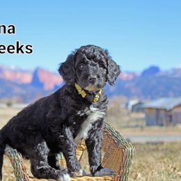 Aussiedoodle Puppies from Color Country Doodles
