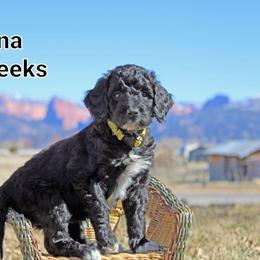 Aussiedoodle Puppies from Color Country Doodles