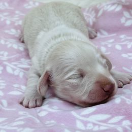 Lucky Star Baby Boy - Cream male Dachshund puppy in Prescott, Arizona from Dachshund Family Love Breeders
