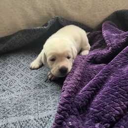 Izzie - Yellow female Labrador Retriever puppy in San Diego, California from Sammieslabpuppies