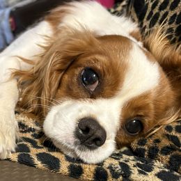 Angel - Cavalier King Charles Spaniel