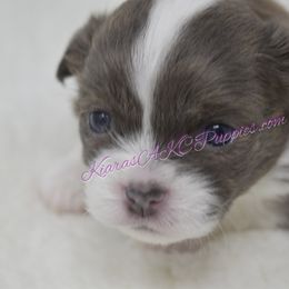 Chihuahua Puppies from Kiara's AKC Chihuahuas of Michigan