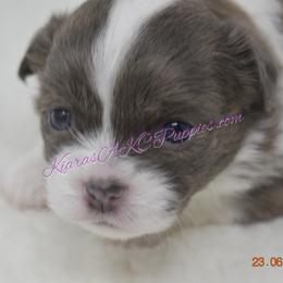 Chihuahua Puppies from Kiara's AKC Chihuahuas of Michigan