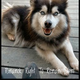 Miranda - Pomsky