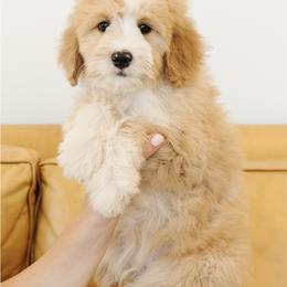 'Waldo' Black Collar Male Medium Bernedoodle - Yellow and white male Bernedoodle puppy in Kamas, Utah from A + E Farms
